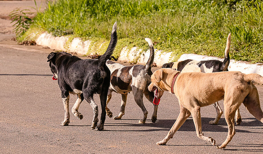 Lei que libera pets em espaços públicos de Dourados é sancionada; confira as regras