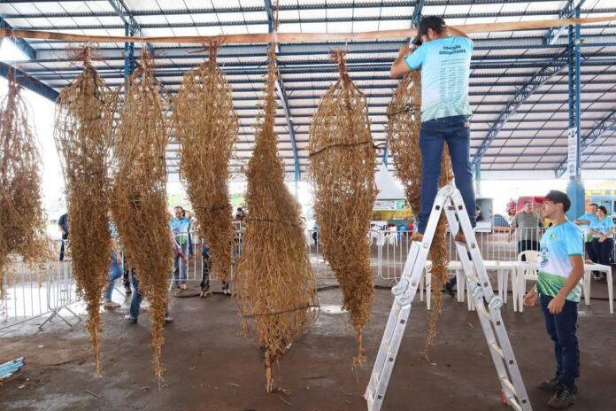Pé de Soja Solteiro mobiliza produtores em busca do título de maior produtividade