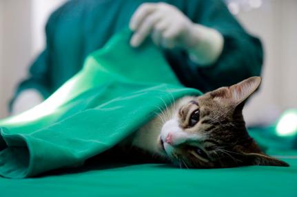 Governo inicia caravana para castrar 20 mil gatos e cães